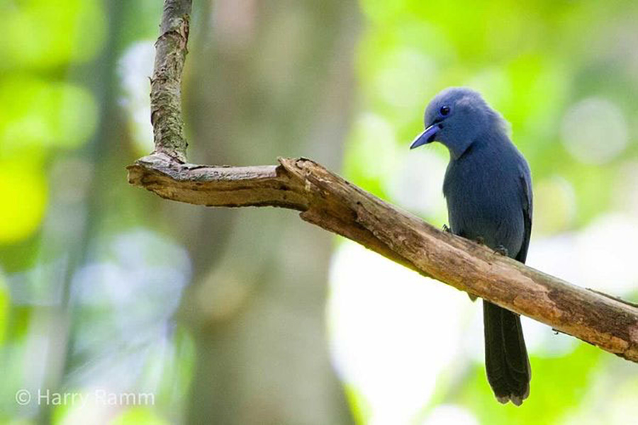 The Philippines Endemic Birding 