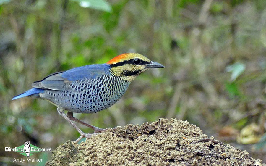 Central Thailand birding tours