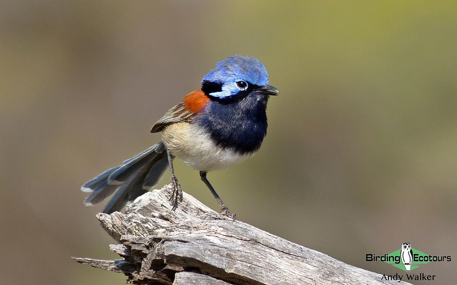 Western Australia birding tours