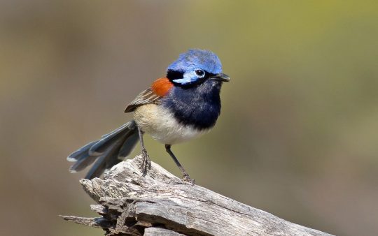 Southwest Australia birding tours