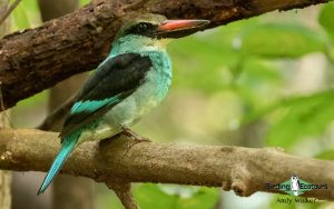 Sao Tome and Principe birding tours