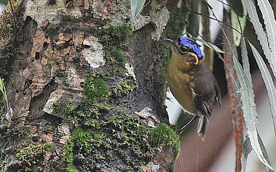 Papua New Guinea birding tours