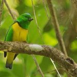 Guatemala Birding Tours