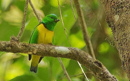 Guatemala Birding Tours