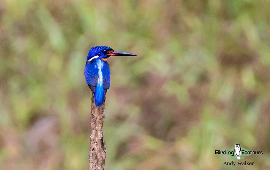 Southern Thailand birding tours