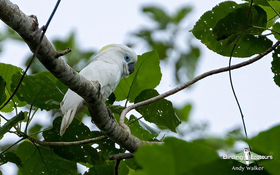 Papua New Guinea Birding Tour