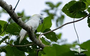 Papua New Guinea birding tours