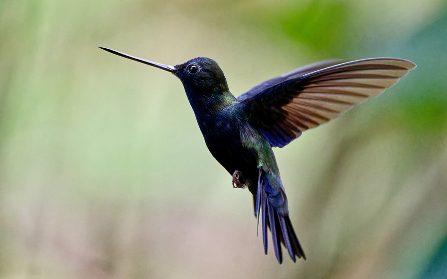 Northern Peru birding tour