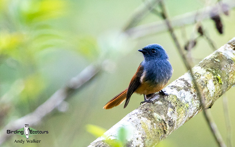 The Philippines Endemic Birding 