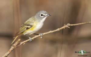 Ohio birding tours