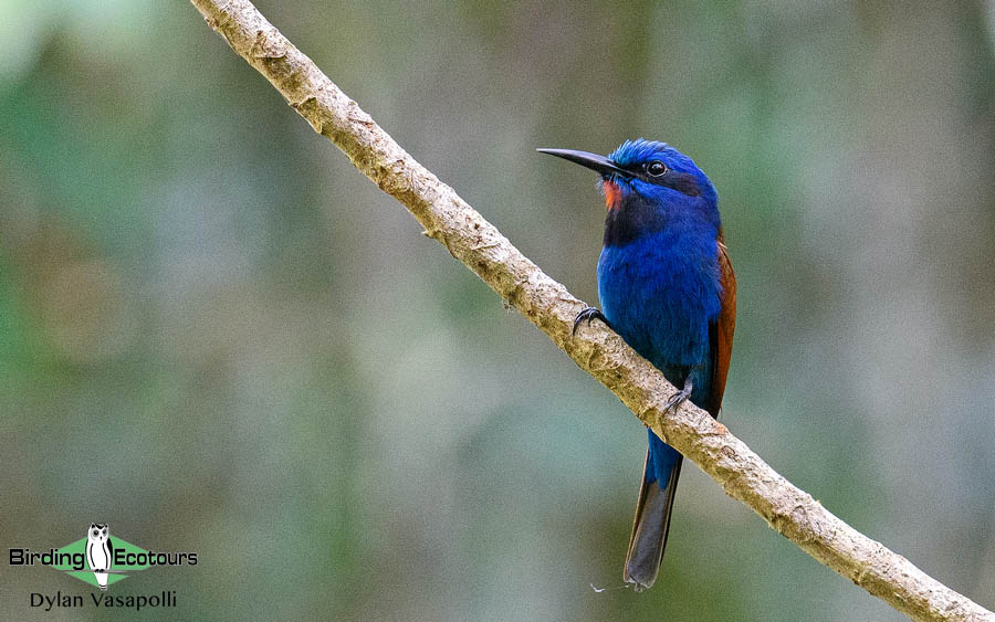 Ghana birding tours