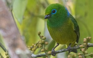 Medellin and Bogota birding tours