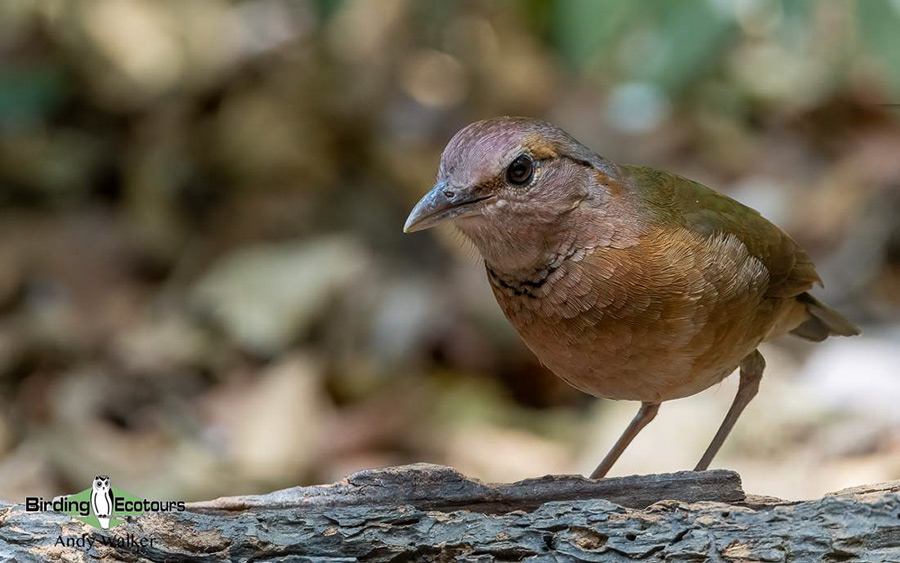 Vietnam birding tours