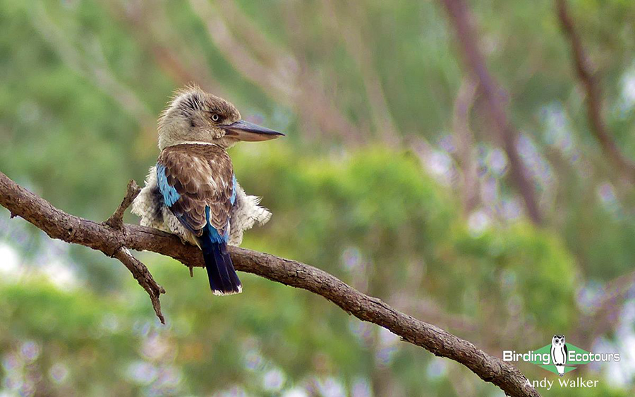 Papua New Guinea birding tours