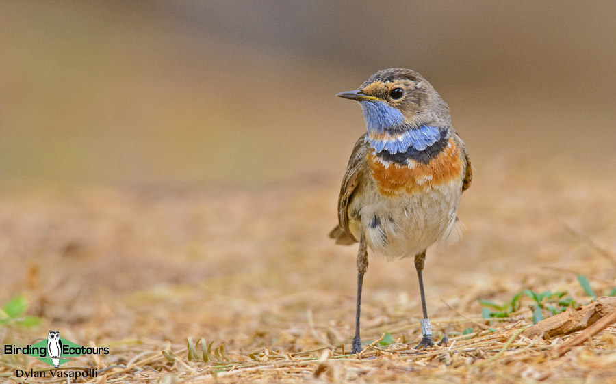 Spain birding tours