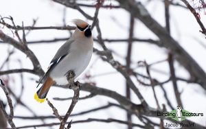 Norway birding tours