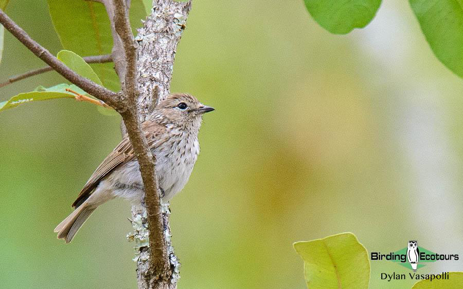 Malawi Birding Tours