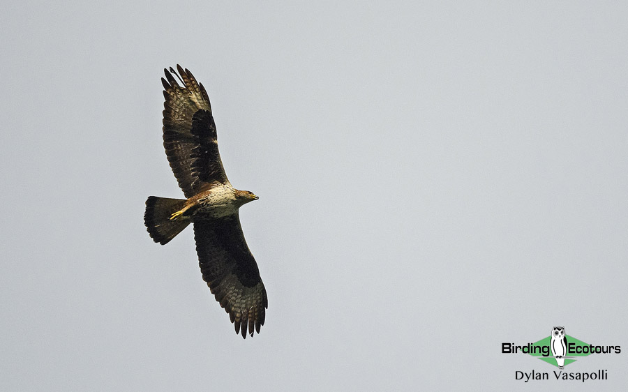 Morocco birding tours