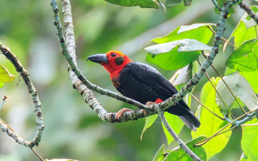 Borneo birding tours