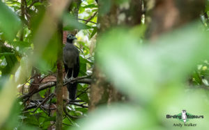 Borneo birding tours