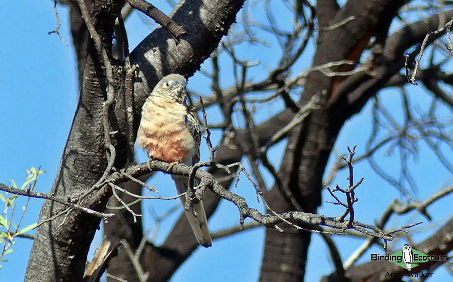 Alice Springs birding tours