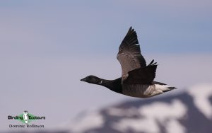 United Kingdom autumn birding tour