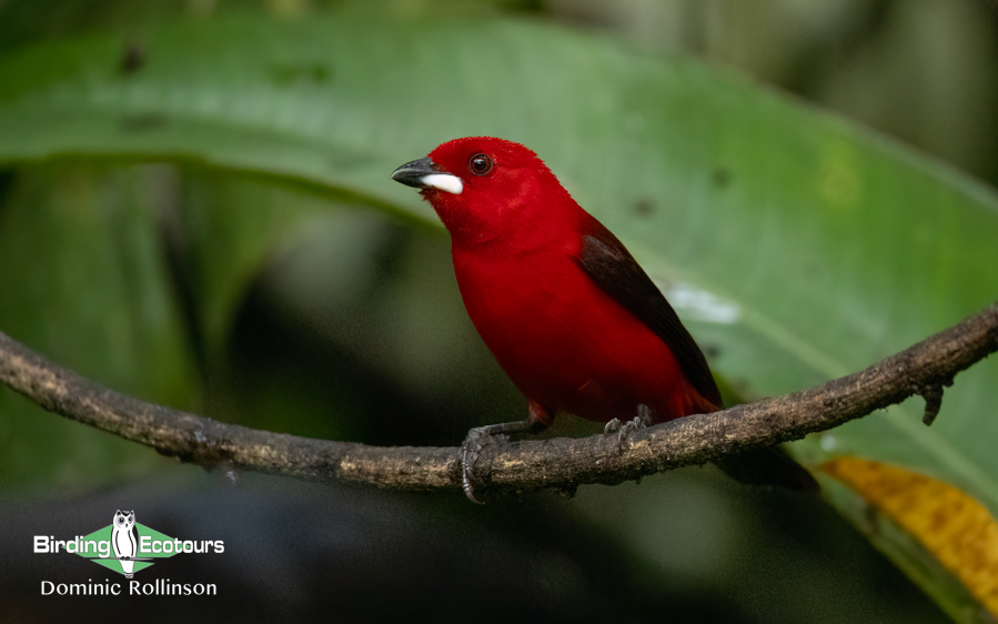 Southeast Brazil bird tour