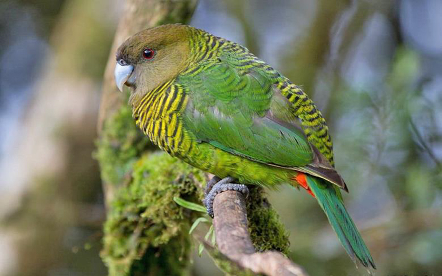 Papua New Guinea birding tours