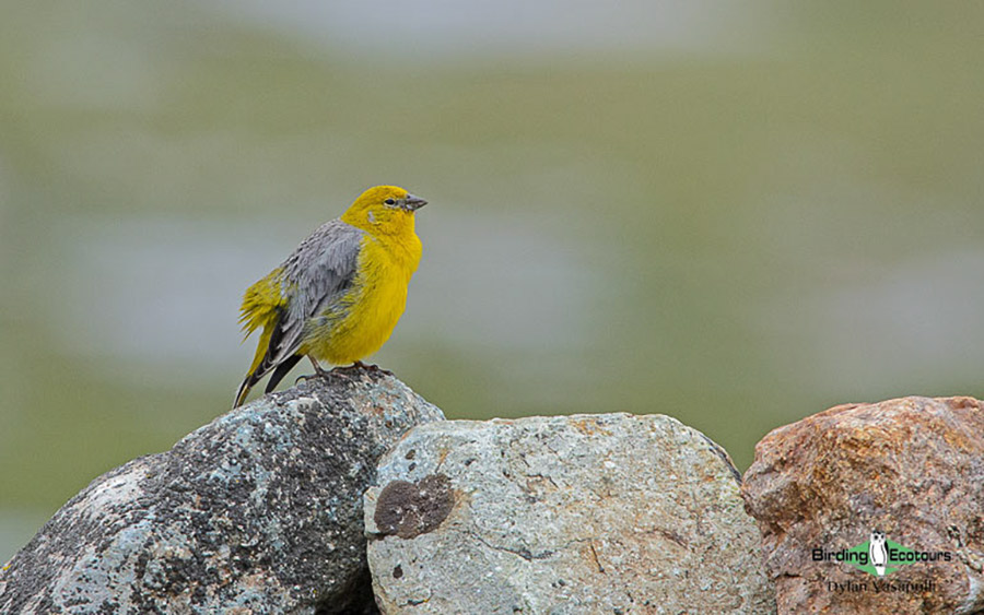 Central Peru birding tours