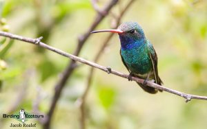 Southeast Arizona birding tour