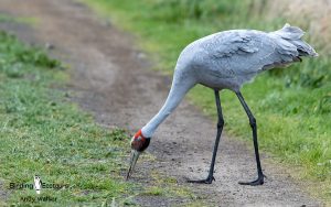 Outback birding tours