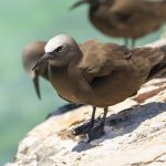 Florida birding tours