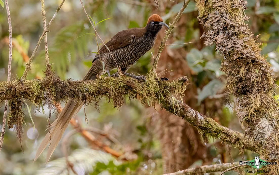 Papua New Guinea birding tours