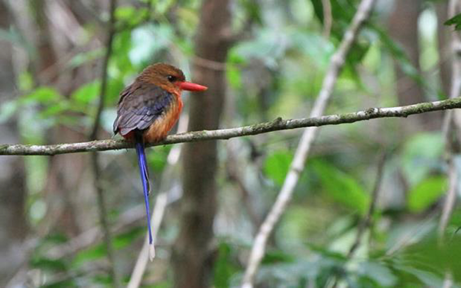 Papua New Guinea birding tours