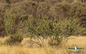 Alice Springs birding tours