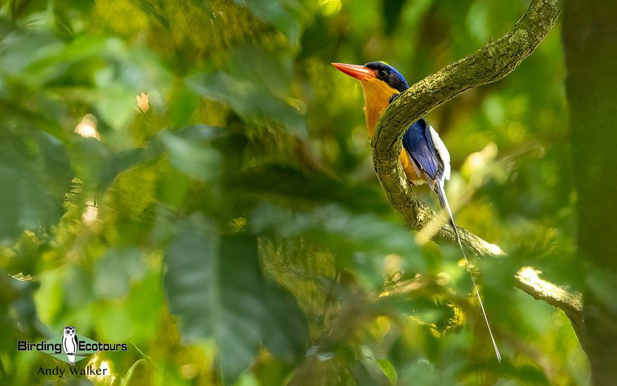 Outback birding tours