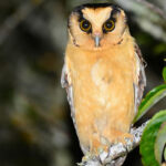 Machu Picchu birding tours