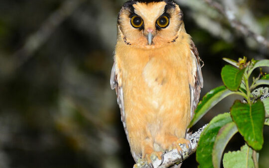 Machu Picchu birding tours