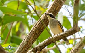 Northern Australia birding tours