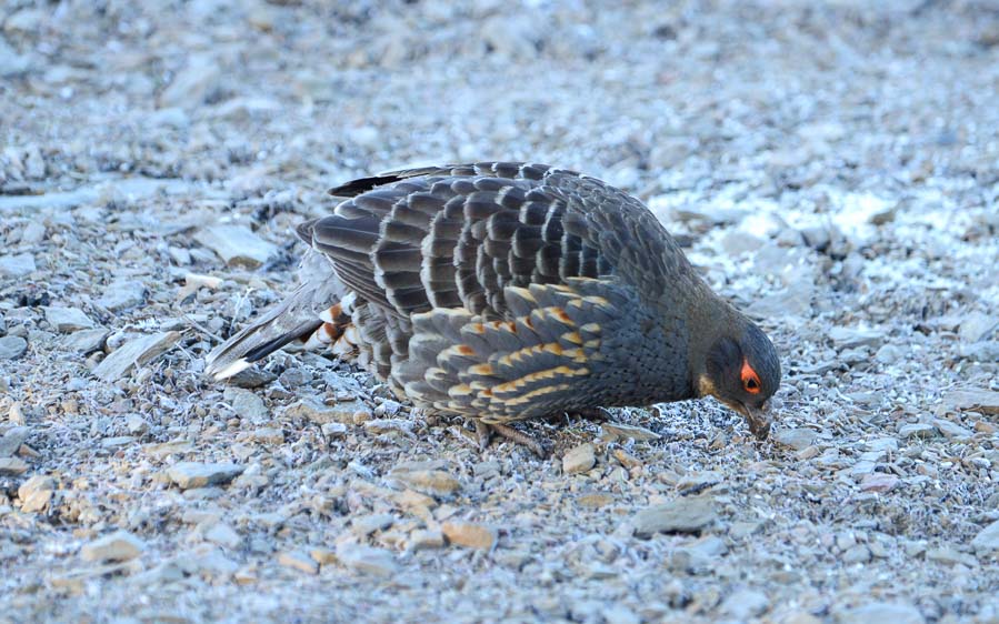 Quinghai birding tours