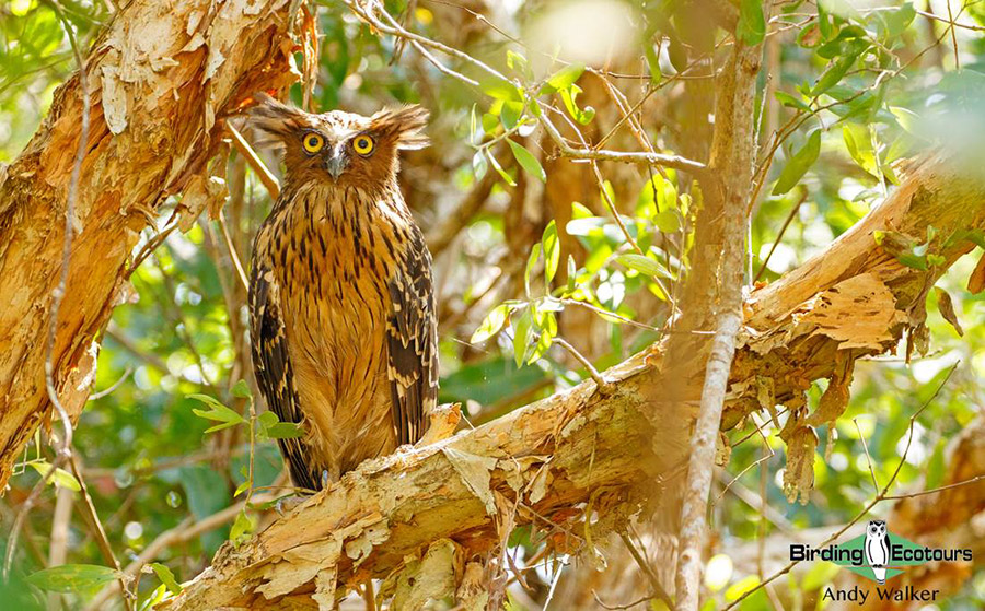 Southern Thailand birding tours