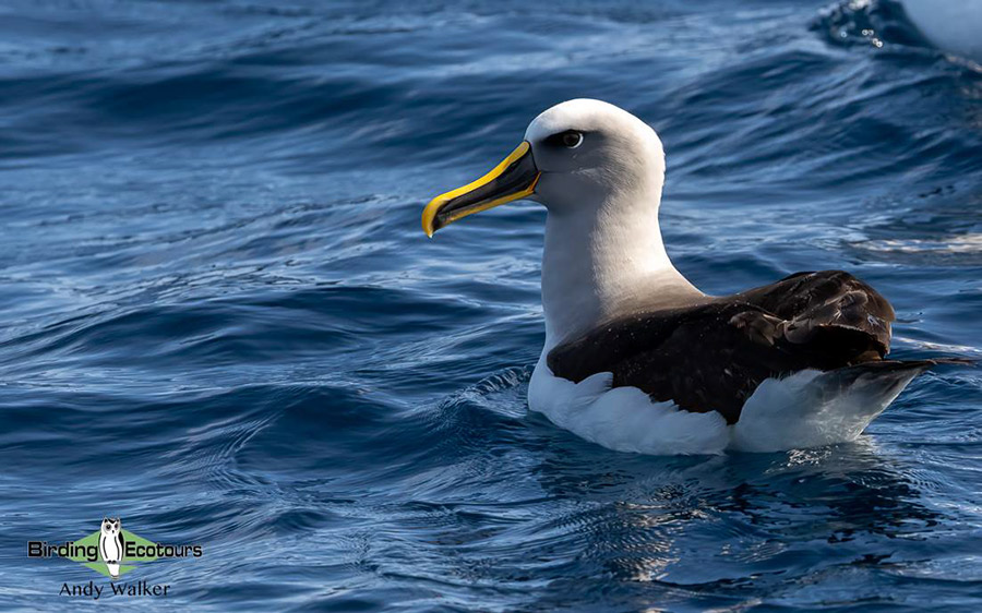 New Zealand Birding Endemic Extravaganza 