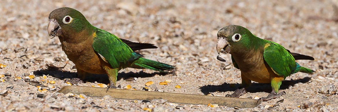 Caatinga-Parakeet-1.jpg