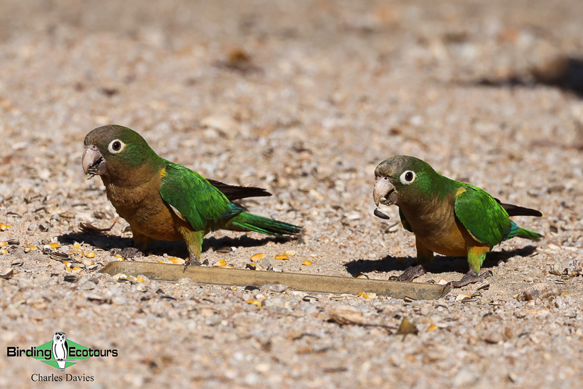 Northeast Brazil birding tours