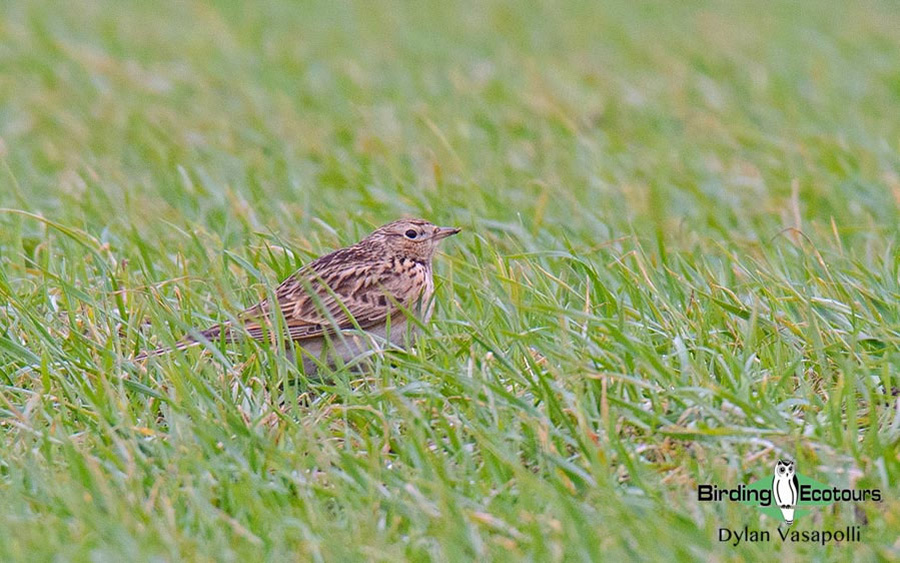 Portugal birding tour