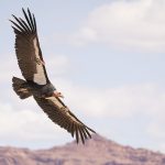 Northern Arizona