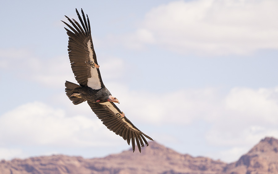 Grand canyon birding tours