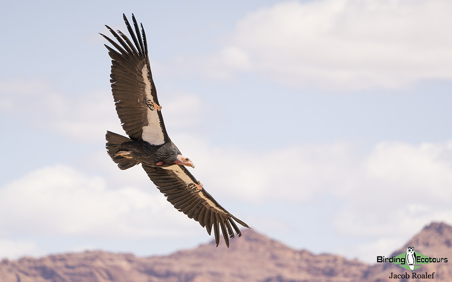 Grand canyon birding tours