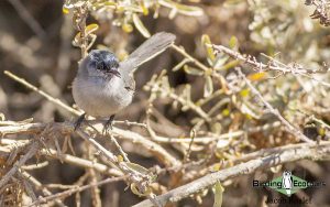 California birding tour