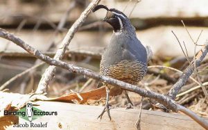 California birding tour